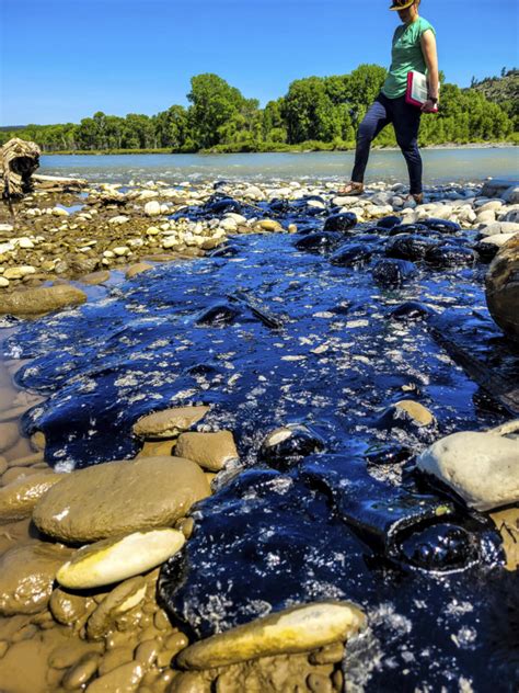 Tar balls are being found 100 miles downstream from Yellowstone River train derailment